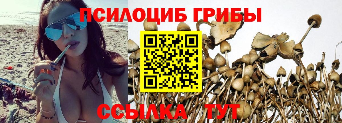 Кириши  Псилоцибиновые грибы Cubensis  Псилоцибиновые грибы прущие грибы  Вход с VPN 